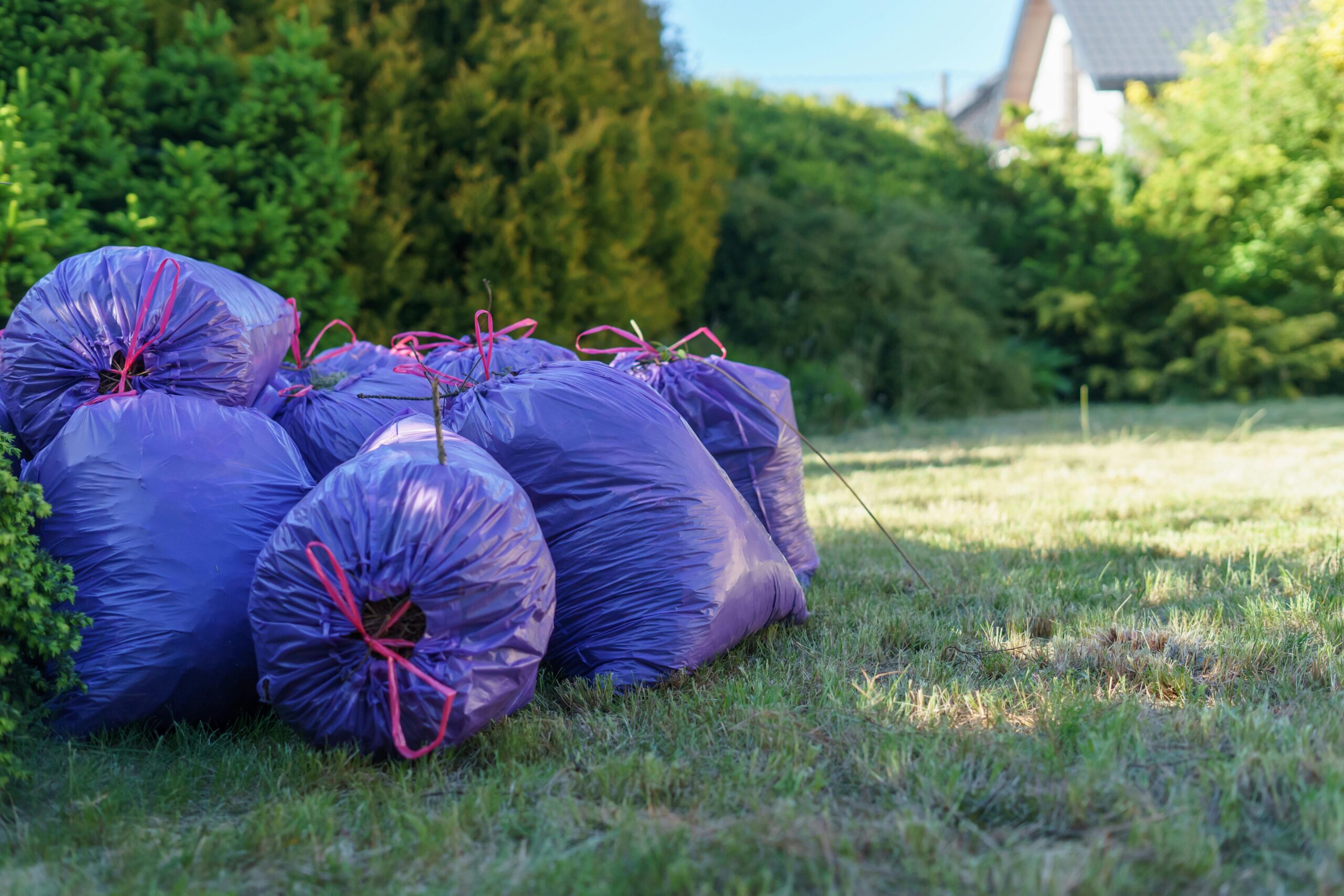 Plastic Bags in a Yard